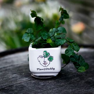 Minikruka Plant Daddy