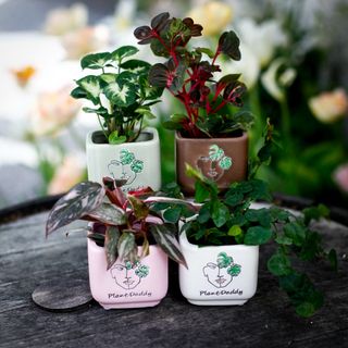 Minikruka Plant Daddy