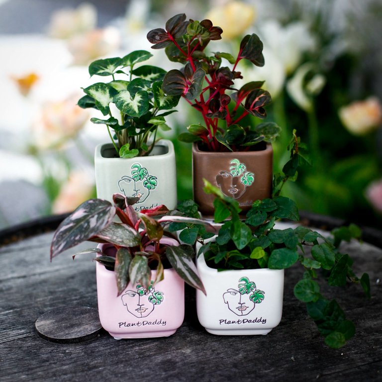 Minikruka Plant Daddy 6 cm – Keramikkruka