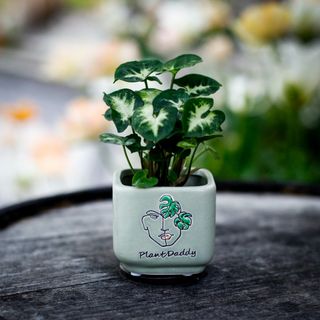 Minikruka Plant Daddy
