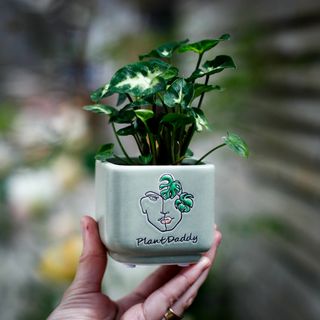 Minikruka Plant Daddy