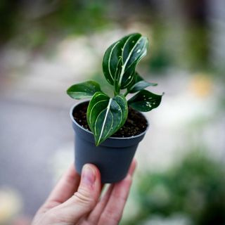 Aglaonema 'Toms Pride'