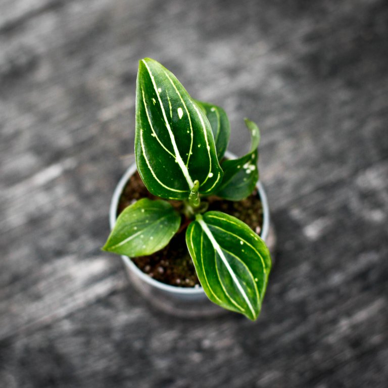Aglaonema 'Toms Pride' 6 cm KAMPANJ