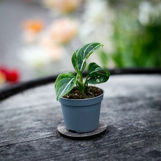 Aglaonema 'Toms Pride'