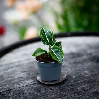 Aglaonema 'Toms Pride'