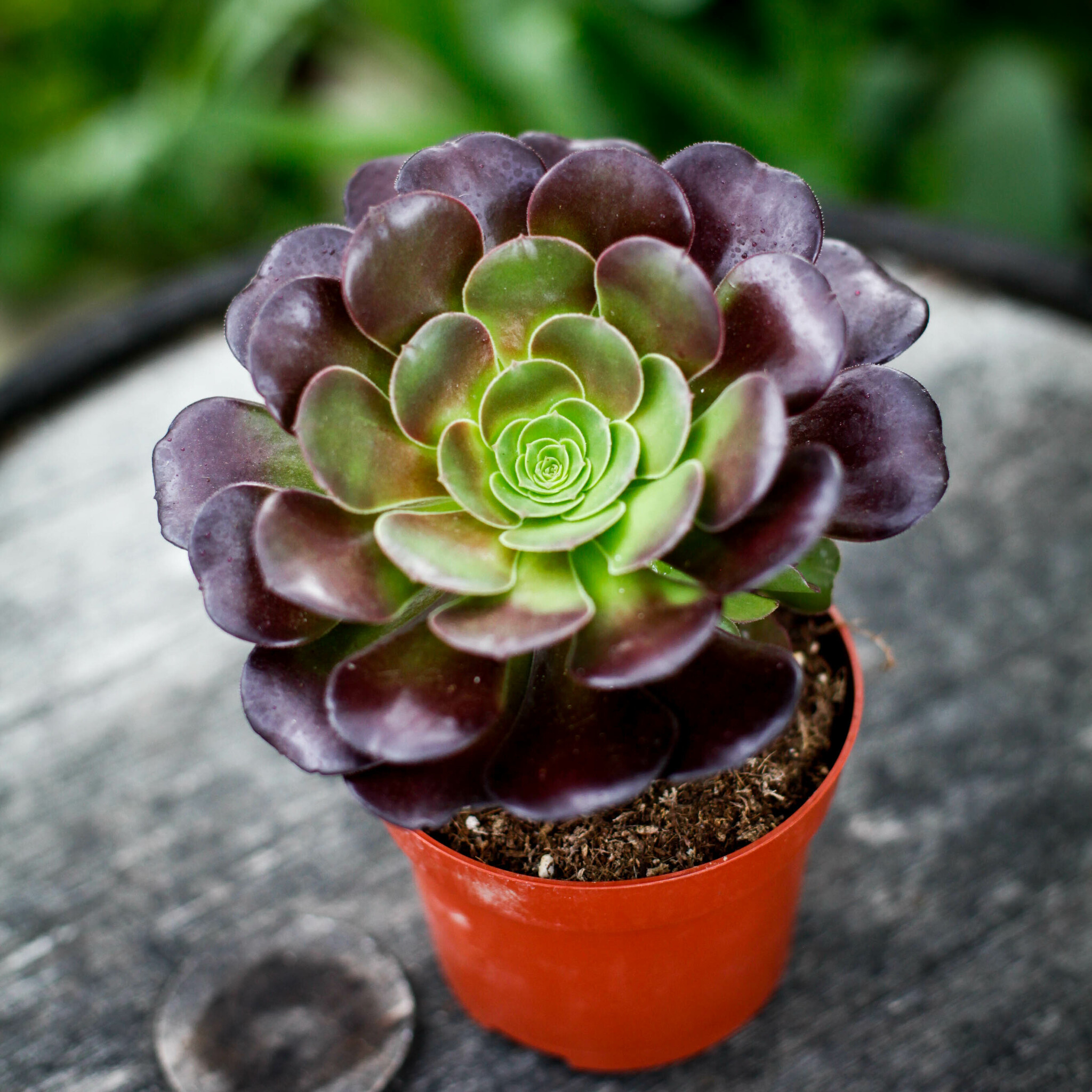 Närbild på Aeonium Velours med mörka blad och grön mitt