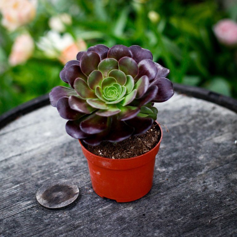 Aeonium 'Velours' 12 cm