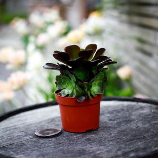 Aeonium 'Velours' 12 cm