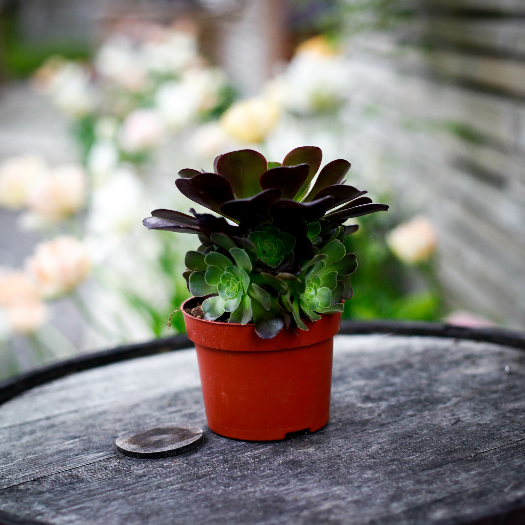 Aeonium Velours med flera rosetter