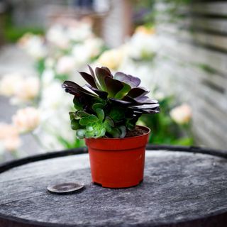 Aeonium 'Velours' 12 cm