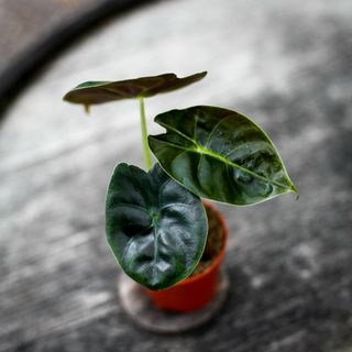 Alocasia 'Golden Bone'