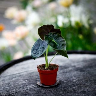 Alocasia 'Golden Bone'