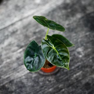 Alocasia 'Golden Bone'