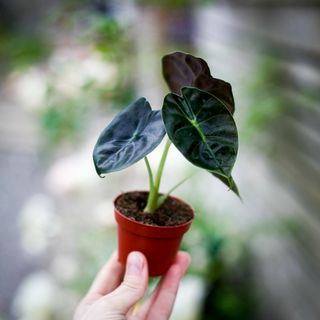 Alocasia 'Golden Bone'