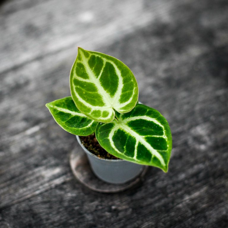 Anthurium 'Dorayaki' 6 cm