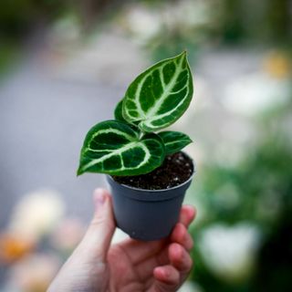 Anthurium 'Dorayaki'