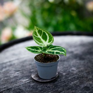 Anthurium 'Dorayaki'