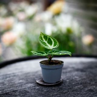 Anthurium 'Dorayaki'