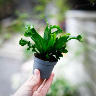 Asplenium 'Lesly'