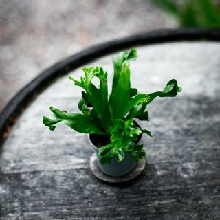 Asplenium 'Lesly'