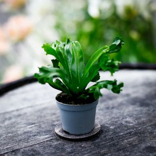 Asplenium 'Lesly'