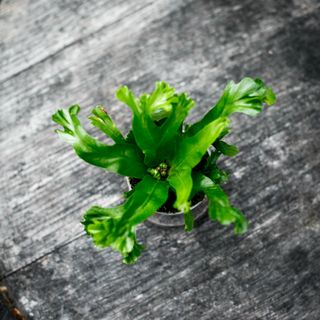 Asplenium 'Lesly'