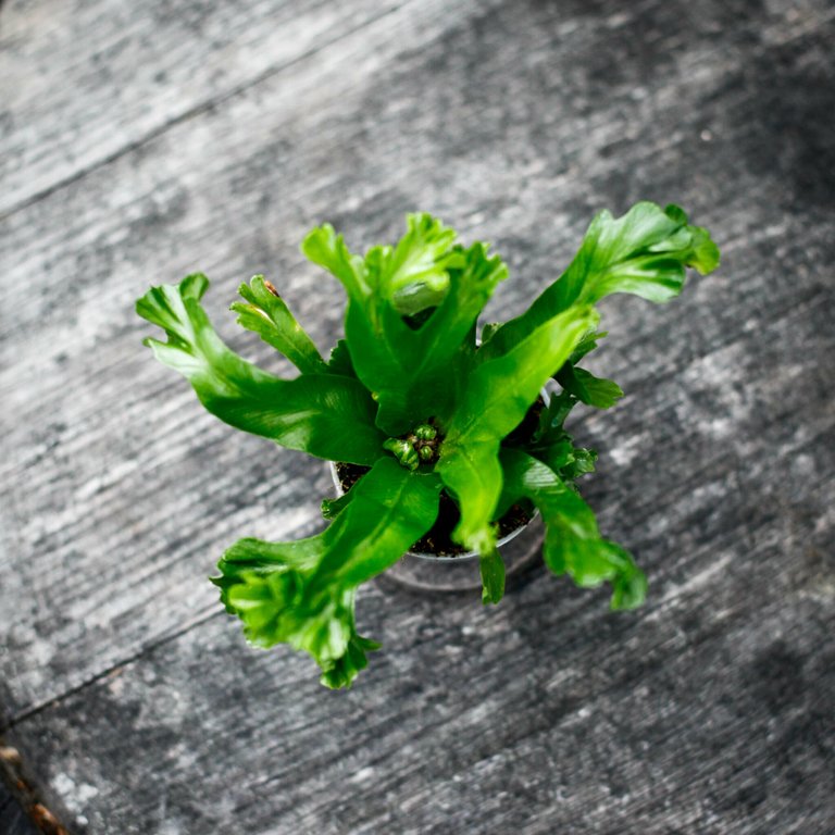 Asplenium 'Lesly' 6 cm RÄDDA MIG
