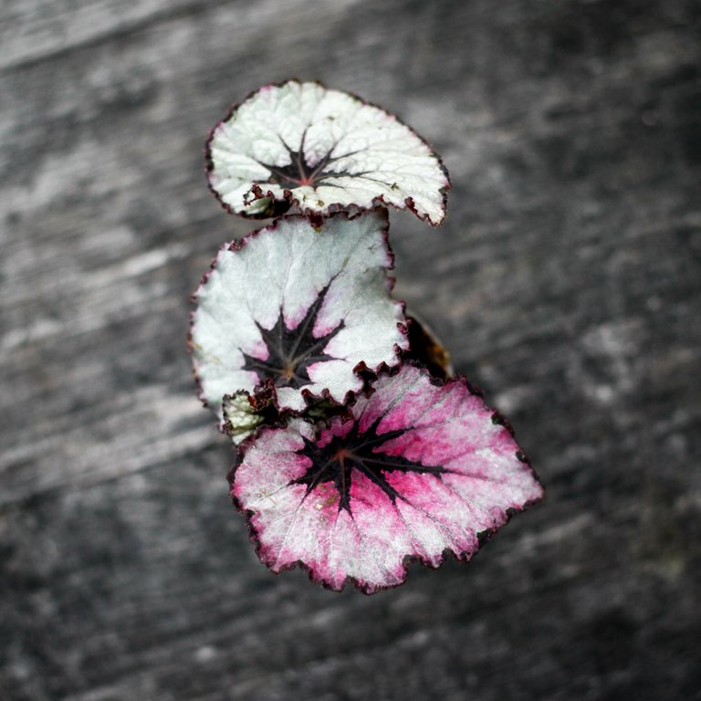 Begonia rex 'Spirit Of Kwale' 6 cm
