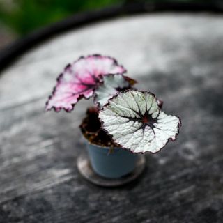 Begonia rex 'Spirit Of Kwale'