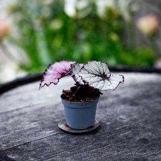 Begonia rex 'Spirit Of Kwale'