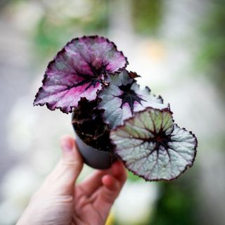 Begonia rex 'Spirit Of Kwale'