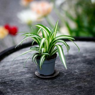 Chlorophytum 'Variegatum' - Ampellilja