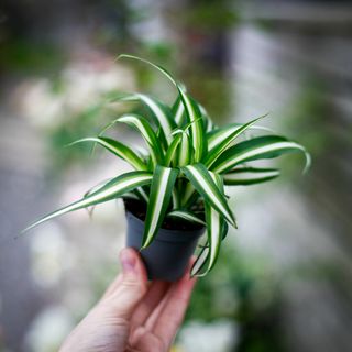 Chlorophytum 'Variegatum' - Ampellilja