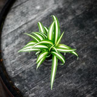 Chlorophytum 'Variegatum' - Ampellilja