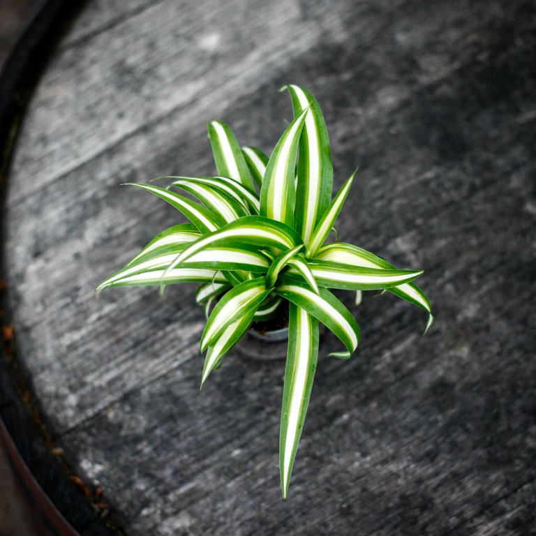 Chlorophytum 'Variegatum' - Ampellilja 6 cm