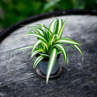 Chlorophytum 'Variegatum' - Ampellilja