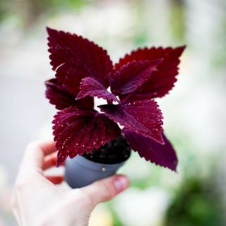 Palettblad 'Second Street'