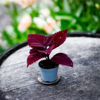 Palettblad 'Second Street'