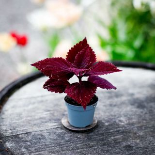 Palettblad 'Second Street'