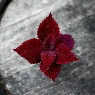 Palettblad 'Second Street'