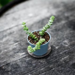 Crassula marnieriana