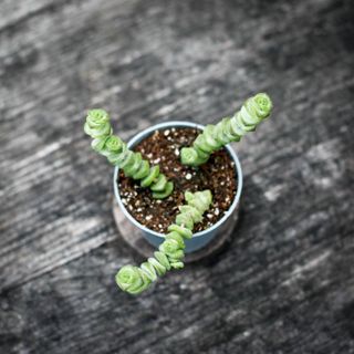 Crassula marnieriana