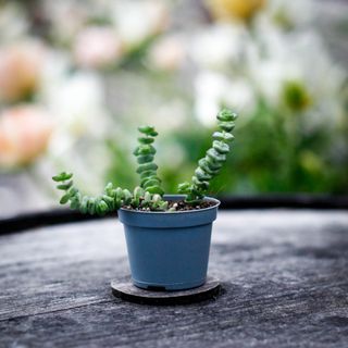 Crassula marnieriana