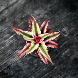 Cryptanthus 'Super Pink'