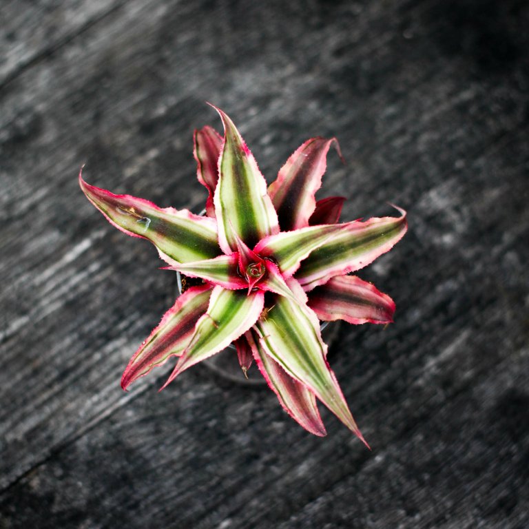 Cryptanthus 'Super Pink' 6 cm