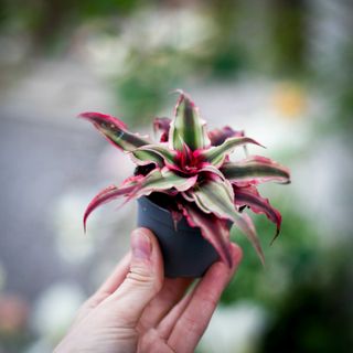 Cryptanthus 'Super Pink'