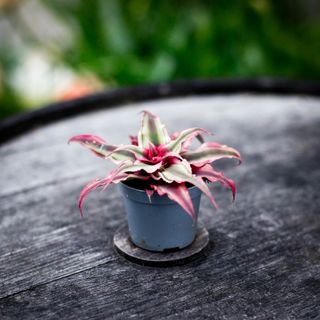 Cryptanthus 'Super Pink'