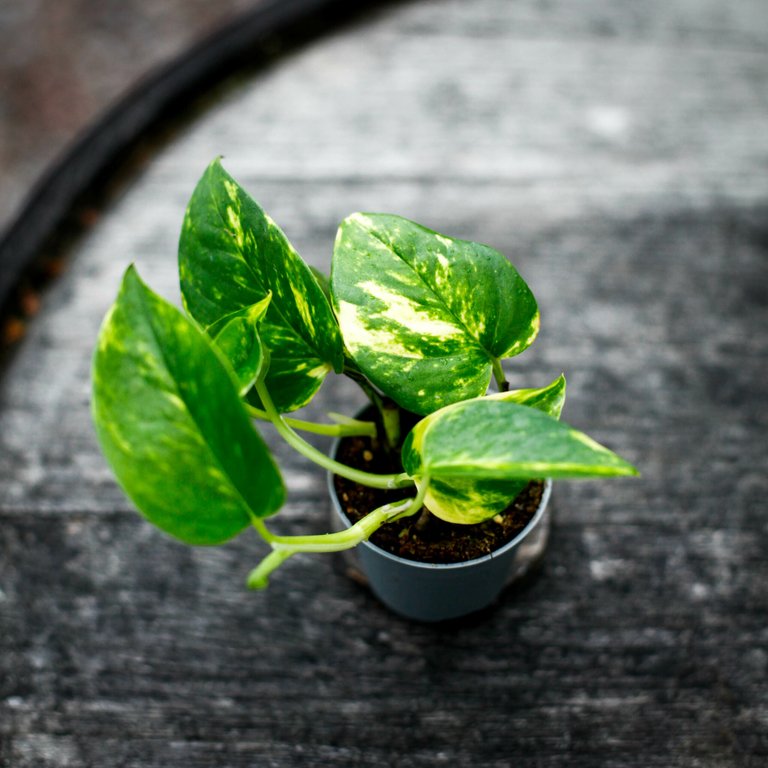 Epipremnum aureum 6 cm
