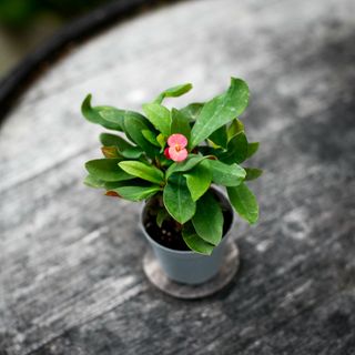 Euphorbia milii 'Eos' - Kristi Törnekrona