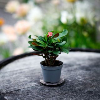 Euphorbia milii 'Eos' - Kristi Törnekrona